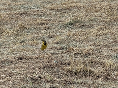 Sturnella magna