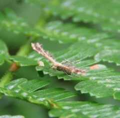 Lantanophaga pusillidactylus