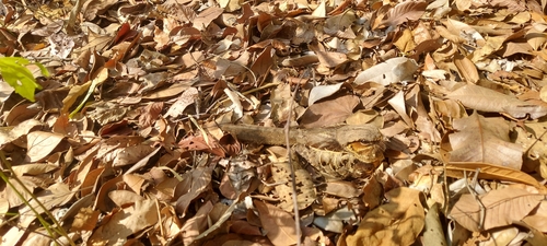 Common Pauraque