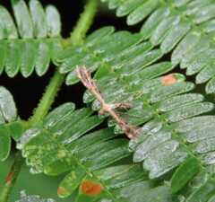 Lantanophaga pusillidactylus