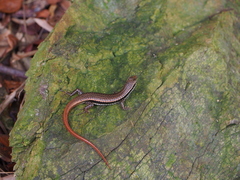 Sphenomorphus incognitus