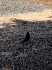 Gnorimopsar chopi