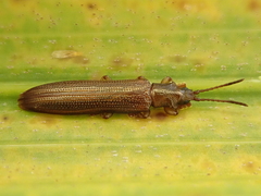 Brontispa norfolkensis