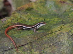 Sphenomorphus incognitus