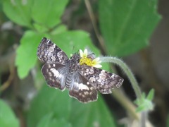 Chiomara georgina