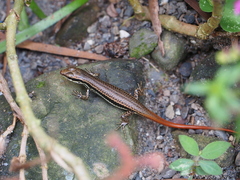 Sphenomorphus incognitus