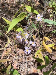 Symphyotrichum undulatum