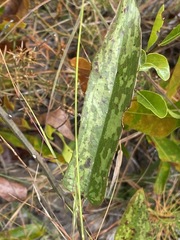 Smilax bona-nox