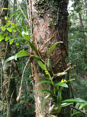 Bulbophyllum auriflorum image