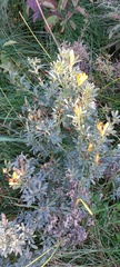 Chamaecytisus ruthenicus