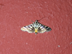 Spilomela