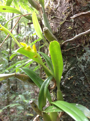 Bulbophyllum auriflorum image