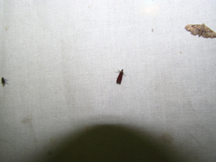 Varneria postremella