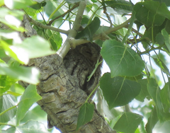 Psiloscops flammeolus
