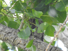 Psiloscops flammeolus