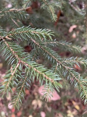 Picea rubens