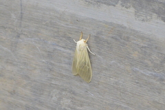 Phaegopterina