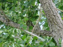 Psiloscops flammeolus