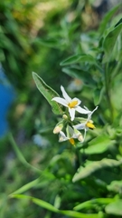 Solanum chenopodioides