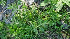 Solanum chenopodioides