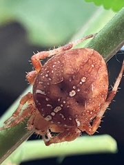 Araneus