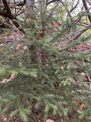 Picea rubens
