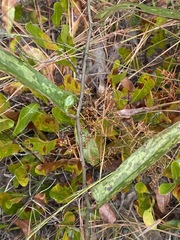Smilax bona-nox