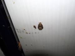 Protodeltote muscosula