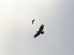 Haliaeetus leucocephalus