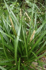 Carex uncinata