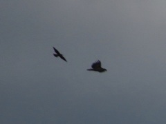 Haliaeetus leucocephalus