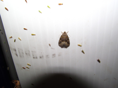 Protodeltote muscosula