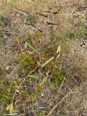 Smilax bona-nox