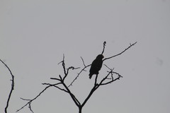 Amazona albifrons