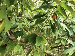 Muntingia calabura