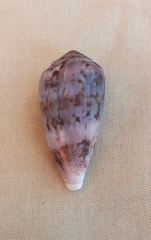 Conus anemone
