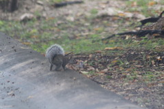 Sciurus yucatanensis