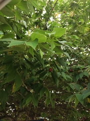 Muntingia calabura