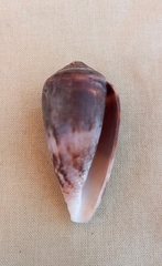 Conus anemone