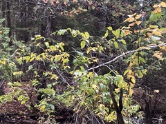 Lonicera dioica