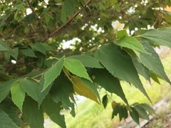 Muntingia calabura