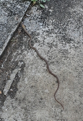 Philodryas nattereri