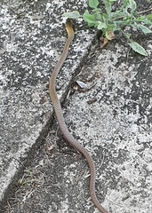 Philodryas nattereri