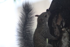 Sciurus yucatanensis