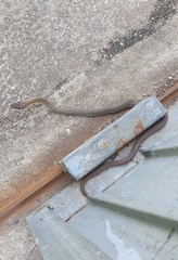 Philodryas nattereri