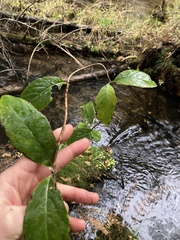 Lonicera dioica