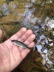 Micropterus