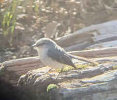 Eopsaltria georgiana