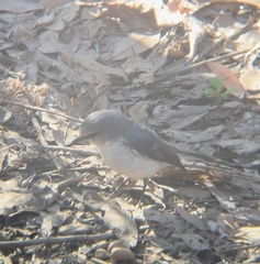 Eopsaltria georgiana