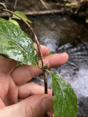 Lonicera dioica
